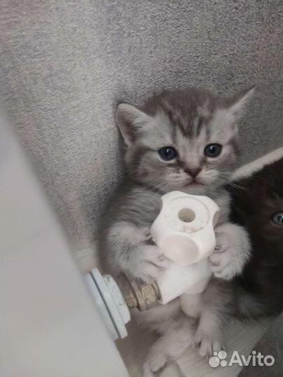 Британские котята