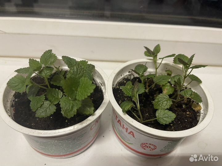 Мелисса и мята