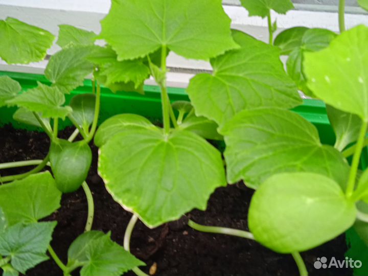 Рассада томаты, перец, тыква, огурцы,дыня