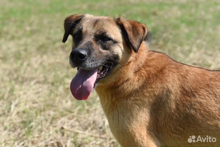 Собака Мелани из приюта в добрые руки бесплатно