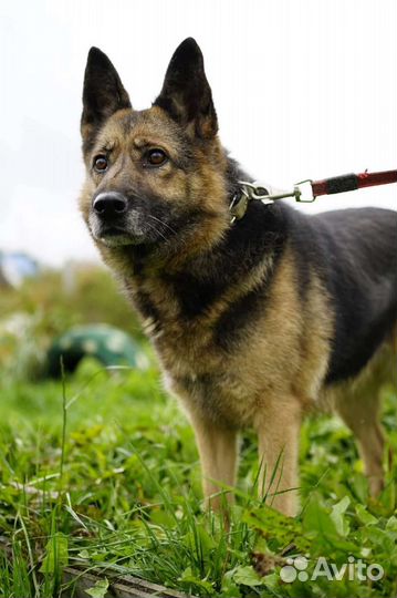 Собака из приюта в добрые руки