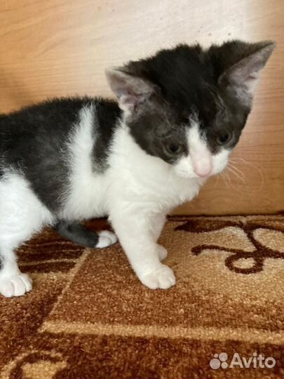 Котёнок - барашка