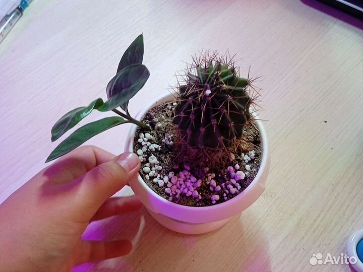 Комнатные цветы, растения