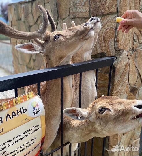 Экскурсия в парк львов и тигров Тайган