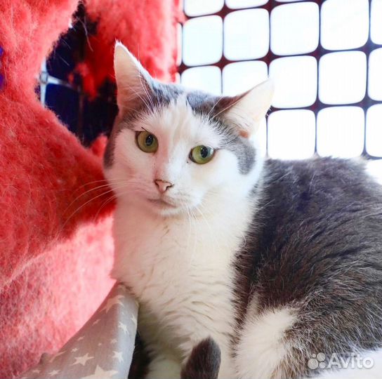 Кошка в дар