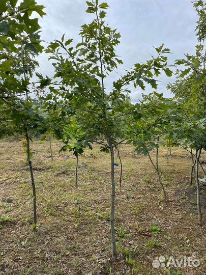 Саженцы Дуб красный Quercus rubra оптом