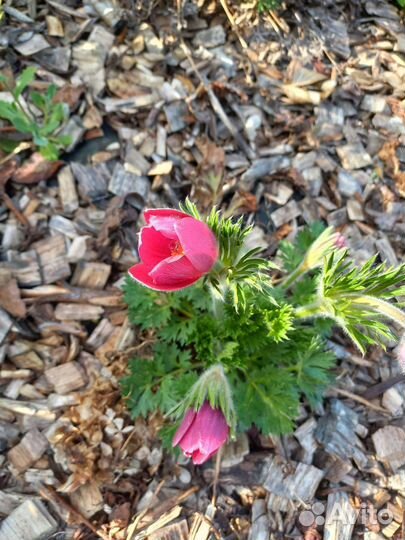 Прострел, или сон- трава