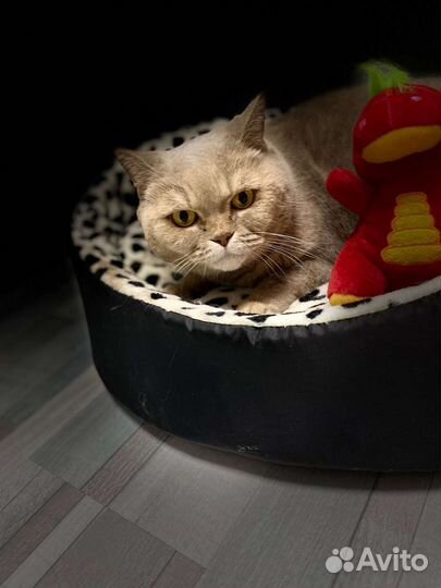 Палевая кошка британка в дар