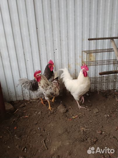 Молодые петухи