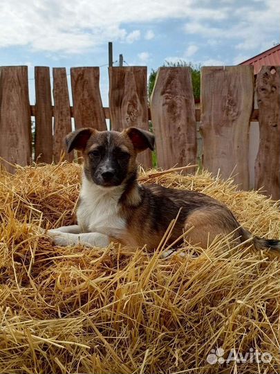 Кнопочке нужна семья