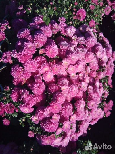 Хризантемы мультифлора