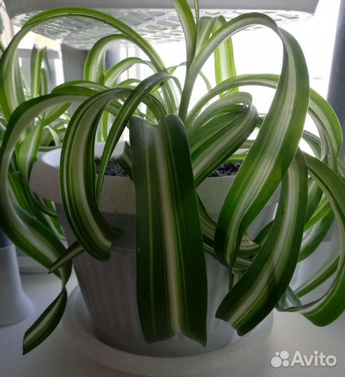 Цветы комнатные