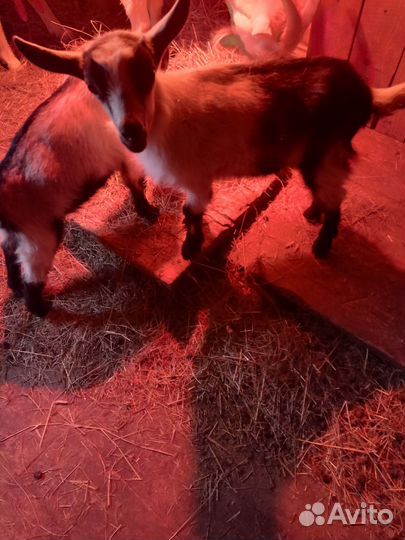 Козлята Альпийские