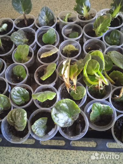 Домашние цветы