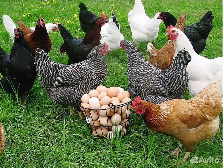 Куры-молодки