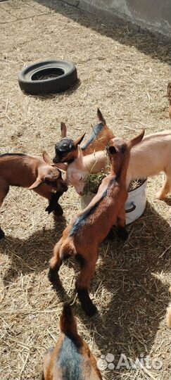 Козлята чешской породы