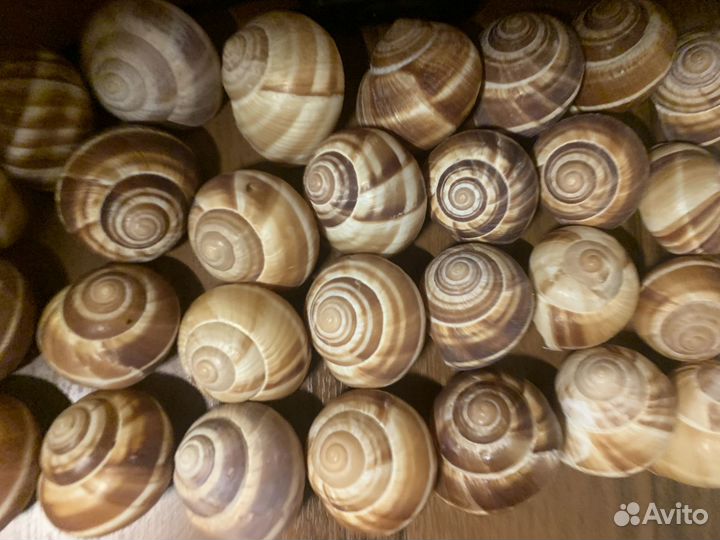 Раковина Виноградной улитки
