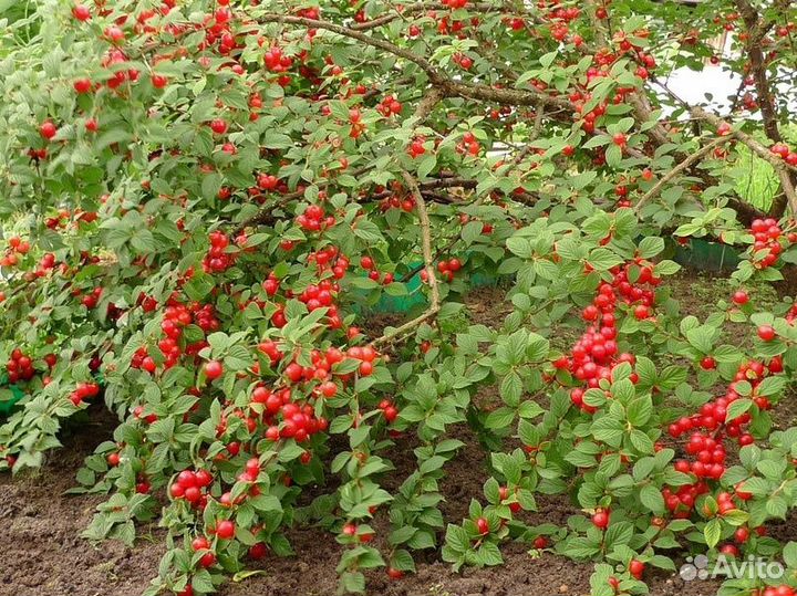 Саженцы войлочной вишни - самая зимостойкая вишня