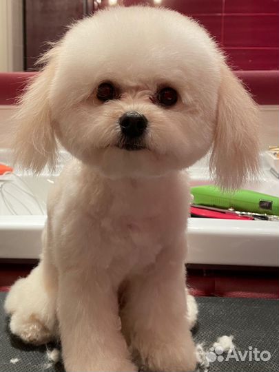 Груминг собак и кошек