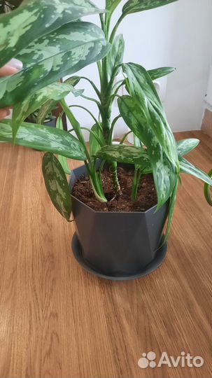 Продам комнатные растения
