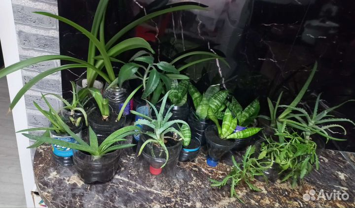 Комнатные цветы