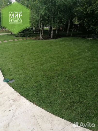 Рулонный газон