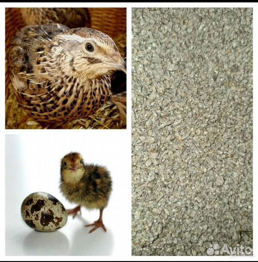 Корм для перепелов