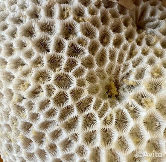 Большая океаническая ракушка