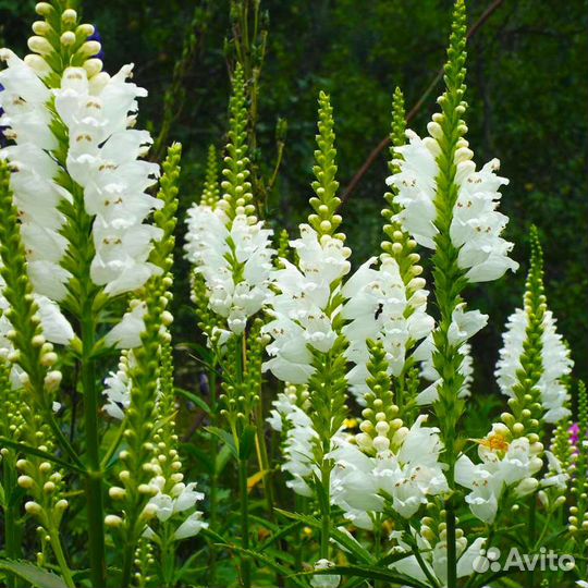 Многолетки для сада, 50 видов