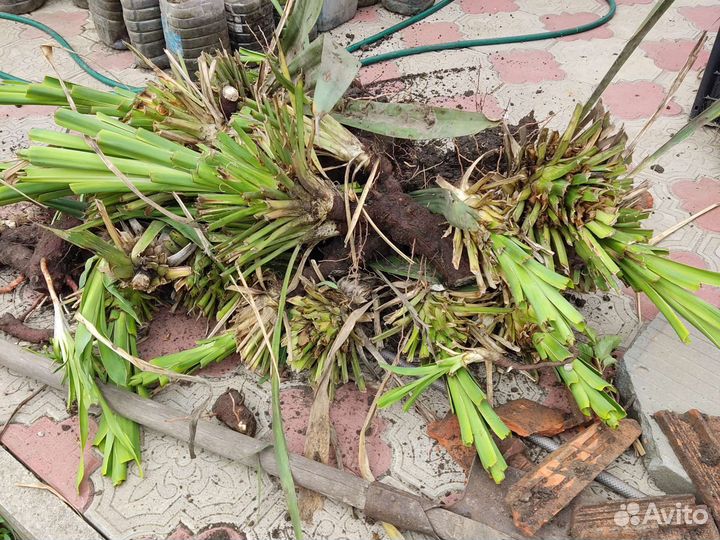 Пальма юкка