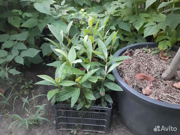 Мушмула японская и абхазская