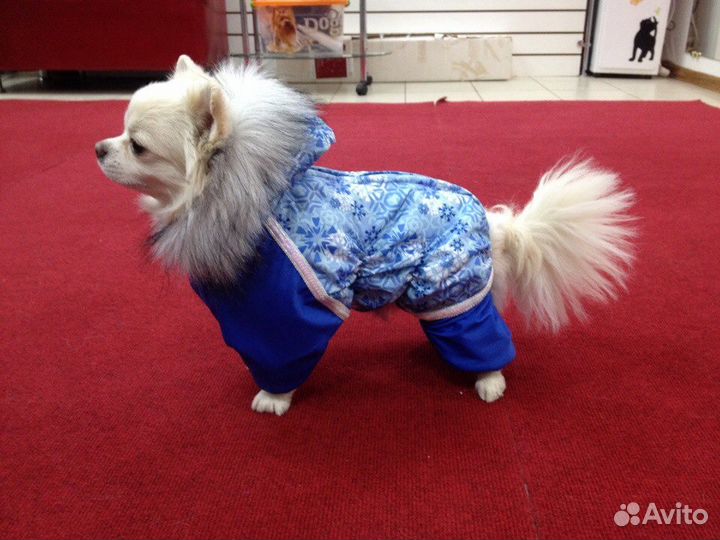 Пошив одежды для собак всех пород
