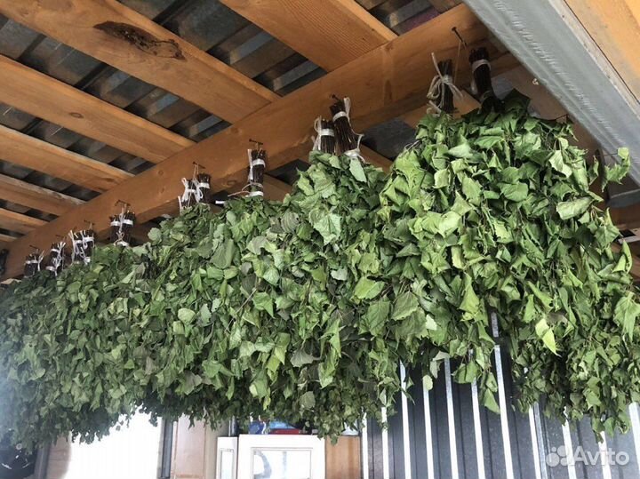 Веники береза