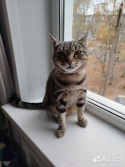 Кошка ищет дом