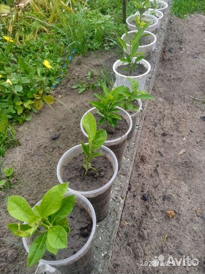 Рассада лимон, мандарин