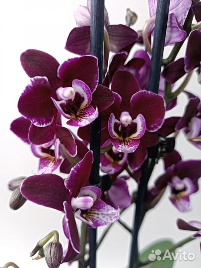 Орхидея мультифлора