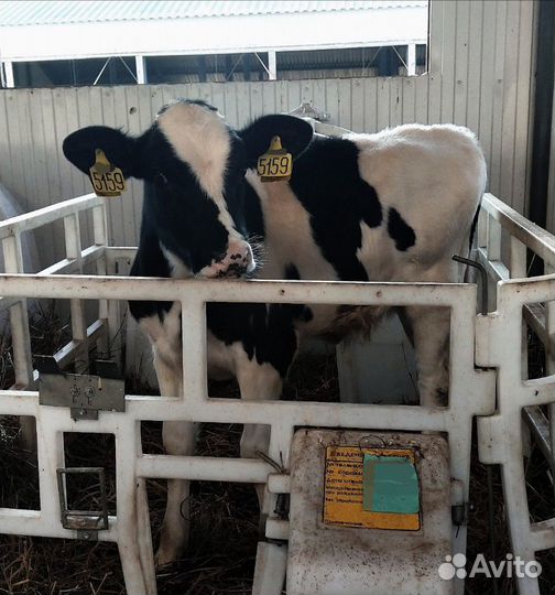 Холмогоры Голштины Бычки Тёлки