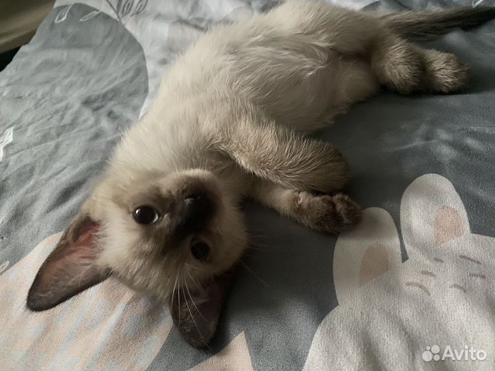 Тайские котята