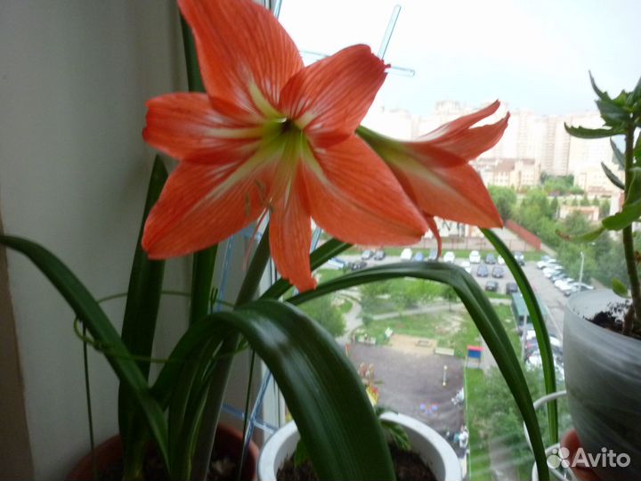 Цветок гиппеаструм