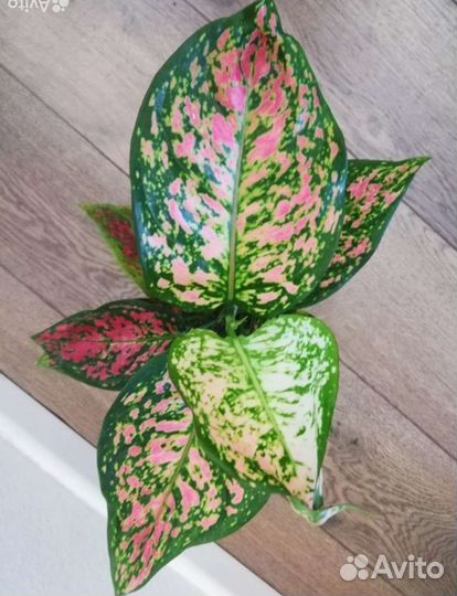 Аглаонема, Диффенбахия