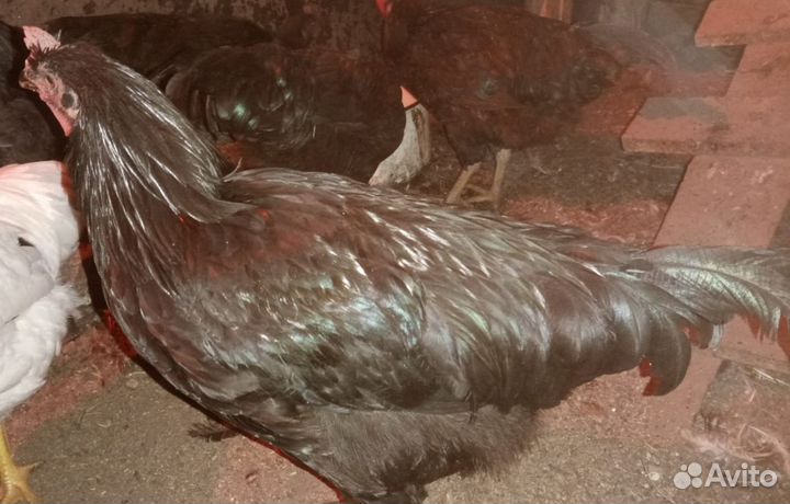 Молодые петушки