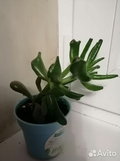 Толстянка хоббит