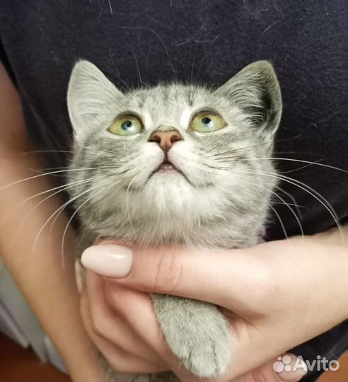 Кошечку невозможно пролиснуть