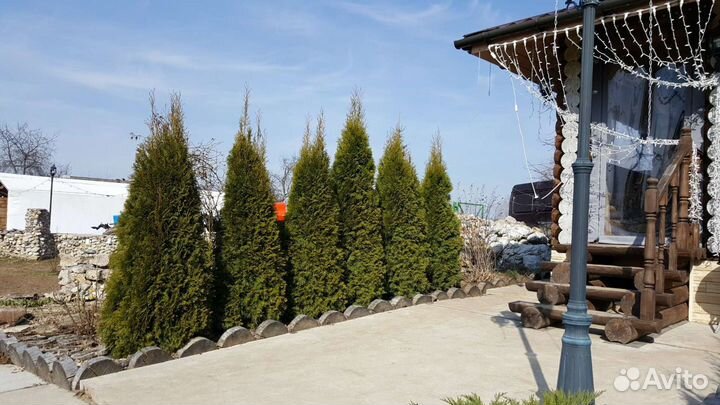 Туя Смарагд саженец