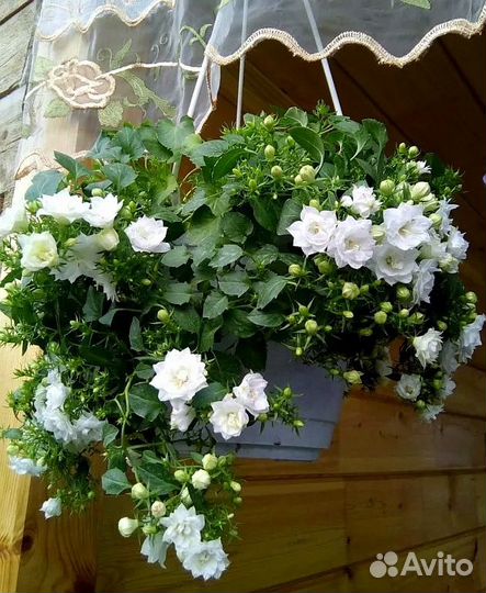 Кампанула Жених и Невеста