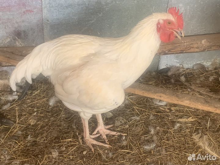 Молодые петухи