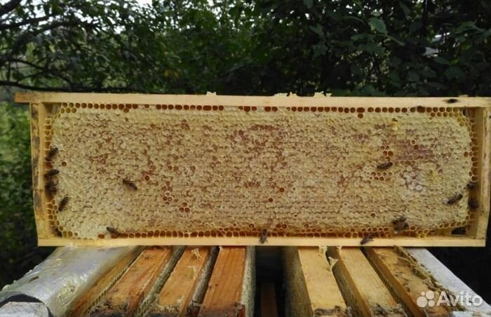 Мед Алтайский опт