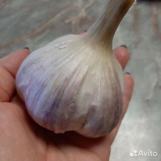 Чеснок отборный сортовой на посадку