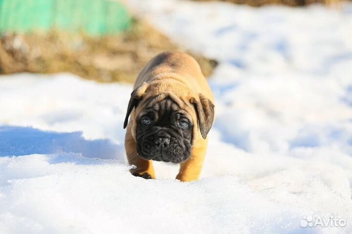 Щенки бульмастифа