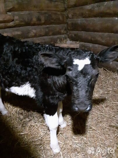 Бычки и телята